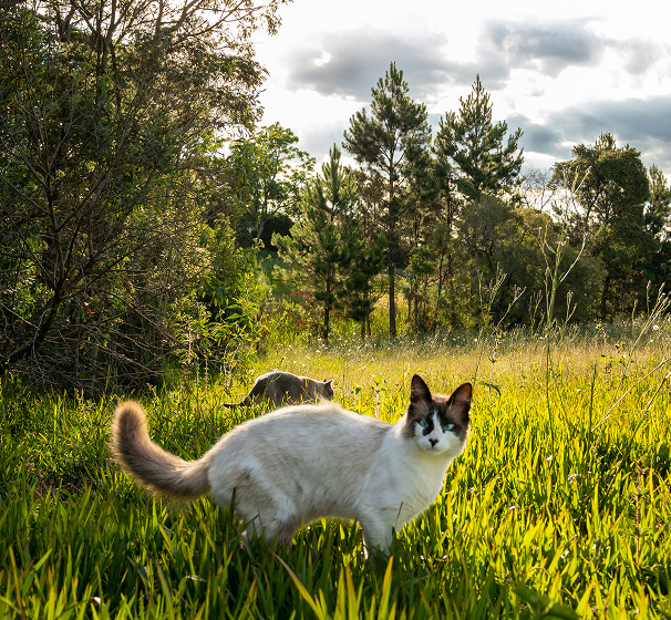 Finding the cat
